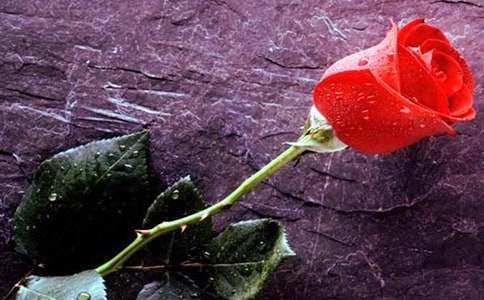 玫瑰花的花语