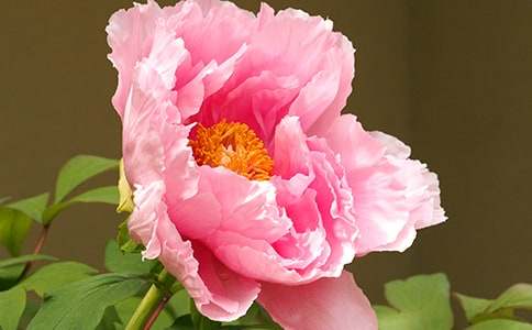 洛阳牡丹园导游词(8篇)