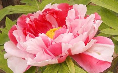 牡丹花语经典超短句