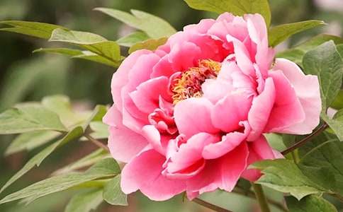 牡丹的花语含义及传说介绍