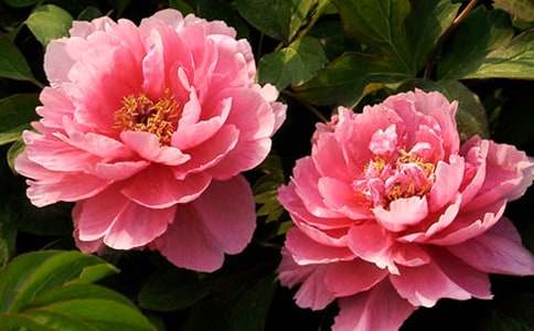 洛阳牡丹作文[范例15篇]