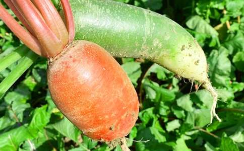 农家乐策划书[精选15篇]