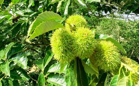 农家乐策划书15篇[热门]