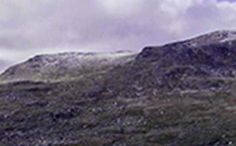 那片绿绿的爬山虎学习教案通用