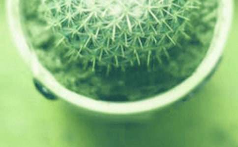 小丽花的花语及盆栽技术介绍