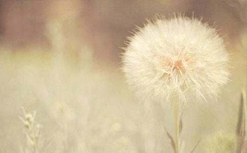 蒲公英花语