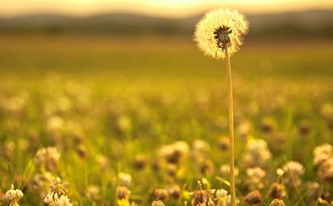 《蒲公英》教案