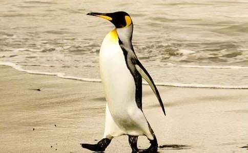 爱心企鹅读后感