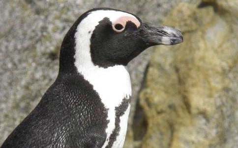 《马达加斯的企鹅》观后感（精选25篇）