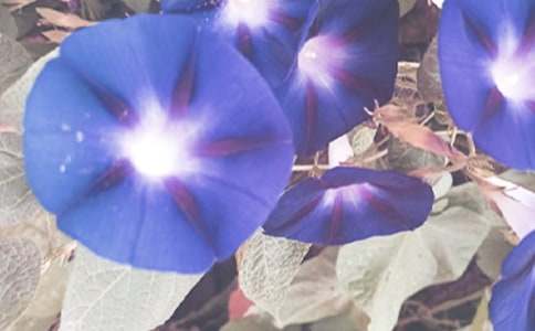 《牵牛花》教案（通用21篇）