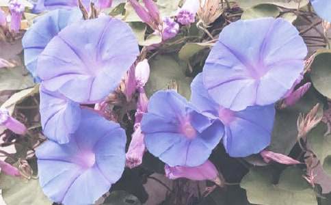 紫牵牛花花语