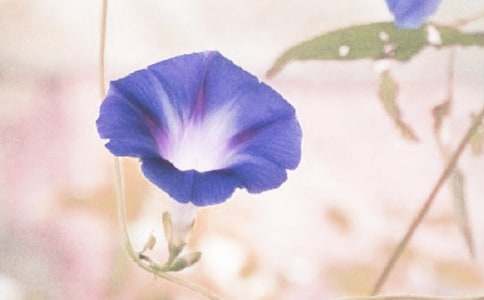 《竹篱笆和牵牛花》教案（通用8篇）