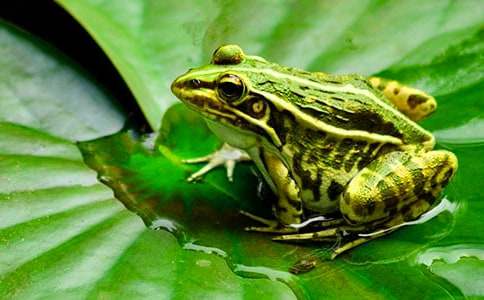 《青蛙王子》读后感