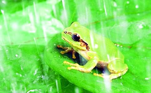 保护青蛙作文【常用15篇】