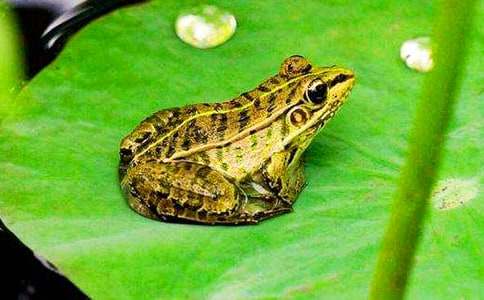 《小青蛙捉害虫》小班教案