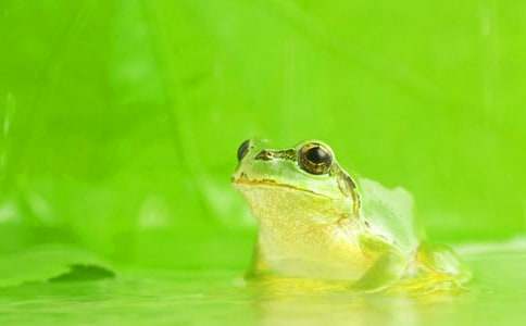 《小青蛙找家》教案范文锦集8篇