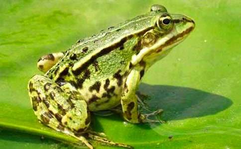 《青蛙合唱团》读后感