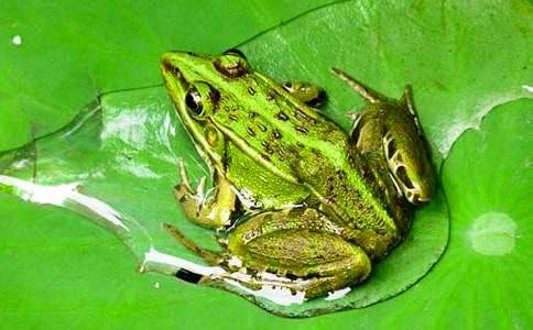 小学二年级上册《青蛙看海》教案