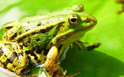 《青蛙卖泥塘》教案