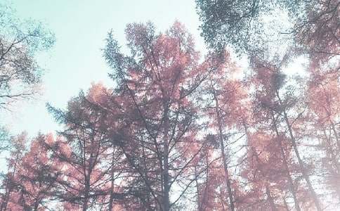 秋季保育工作计划