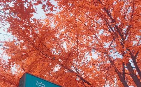 我言秋日胜春朝_生活随笔