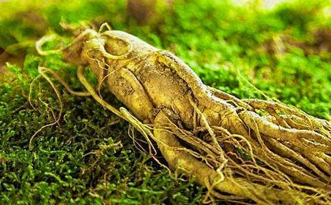 人参果作文【精品】