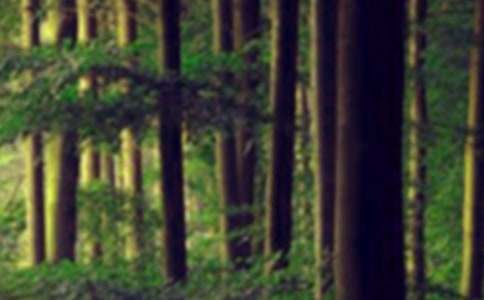 森林防灭火宣传简报大全8篇