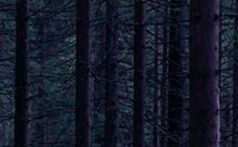 驻马店森林公园导游词