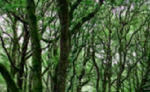 小班森林防火安全教案