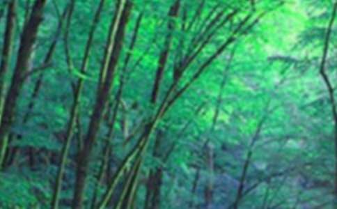 森林公园的导游词