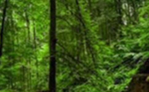 尖峰岭国家森林公园导游词