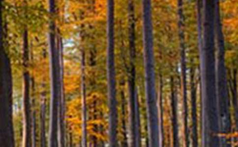 森林动物童话故事作文