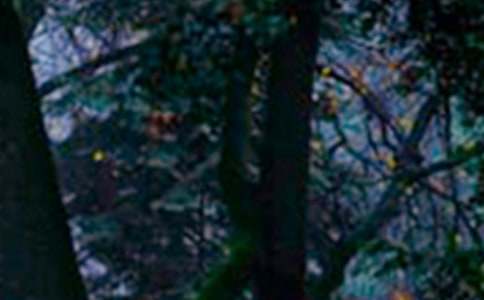 小学生森林防火的心得体会