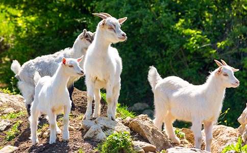 《山羊不吃天堂草》读后感15篇(精华)