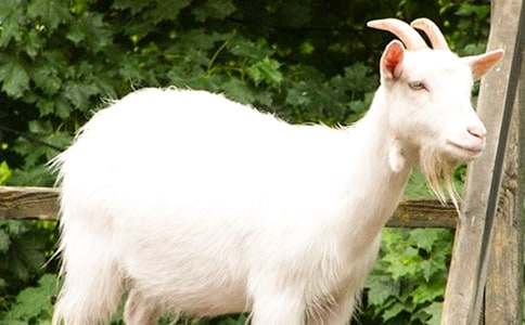 山羊不吃天堂草的读后感