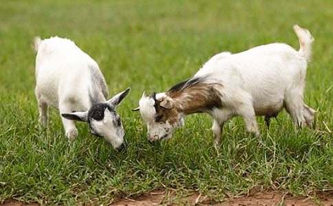 山羊不吃天堂草读后感【推荐】