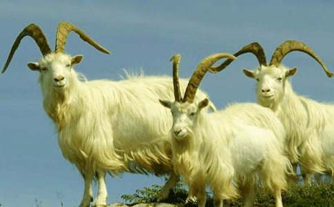 《小山羊和小灰兔》教案