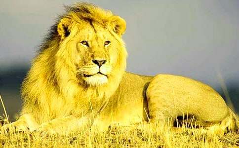 狮子王观后感(合集15篇)