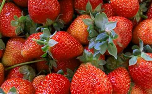 秋天的水果教案15篇