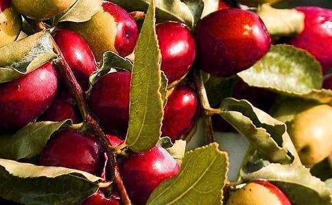 好吃的水果大班教案