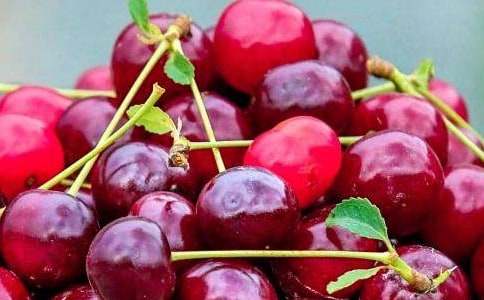 “水果拼盘”大赛策划书