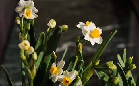 丽水仙都旅游导游词