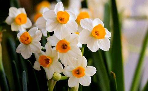 水仙花作文【必备15篇】