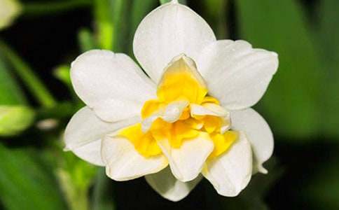 水仙花作文15篇[经典]