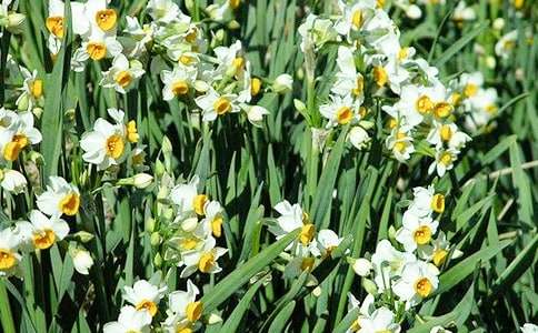 水仙花作文【锦集15篇】