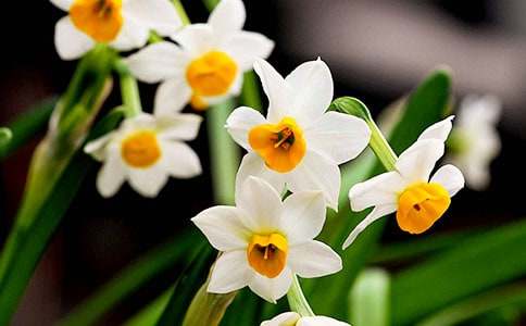 [精华]水仙花作文