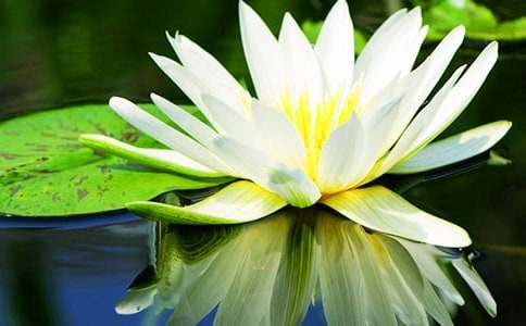 睡莲的花语有什么含义
