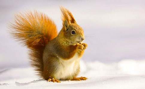 《小松鼠找花生》教案15篇