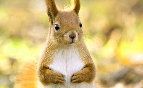 中班语言小松鼠的大尾巴教案（精选10篇）