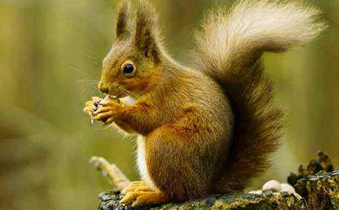 中班《小松鼠拉松果》健康优质教案